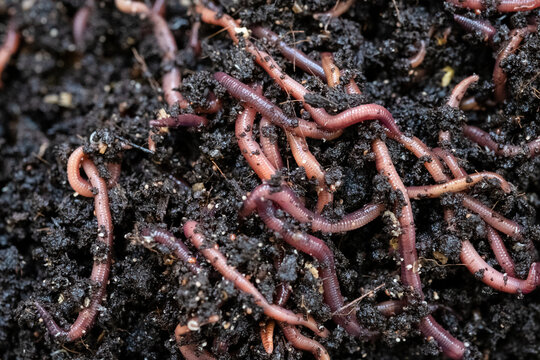 Vermiculture